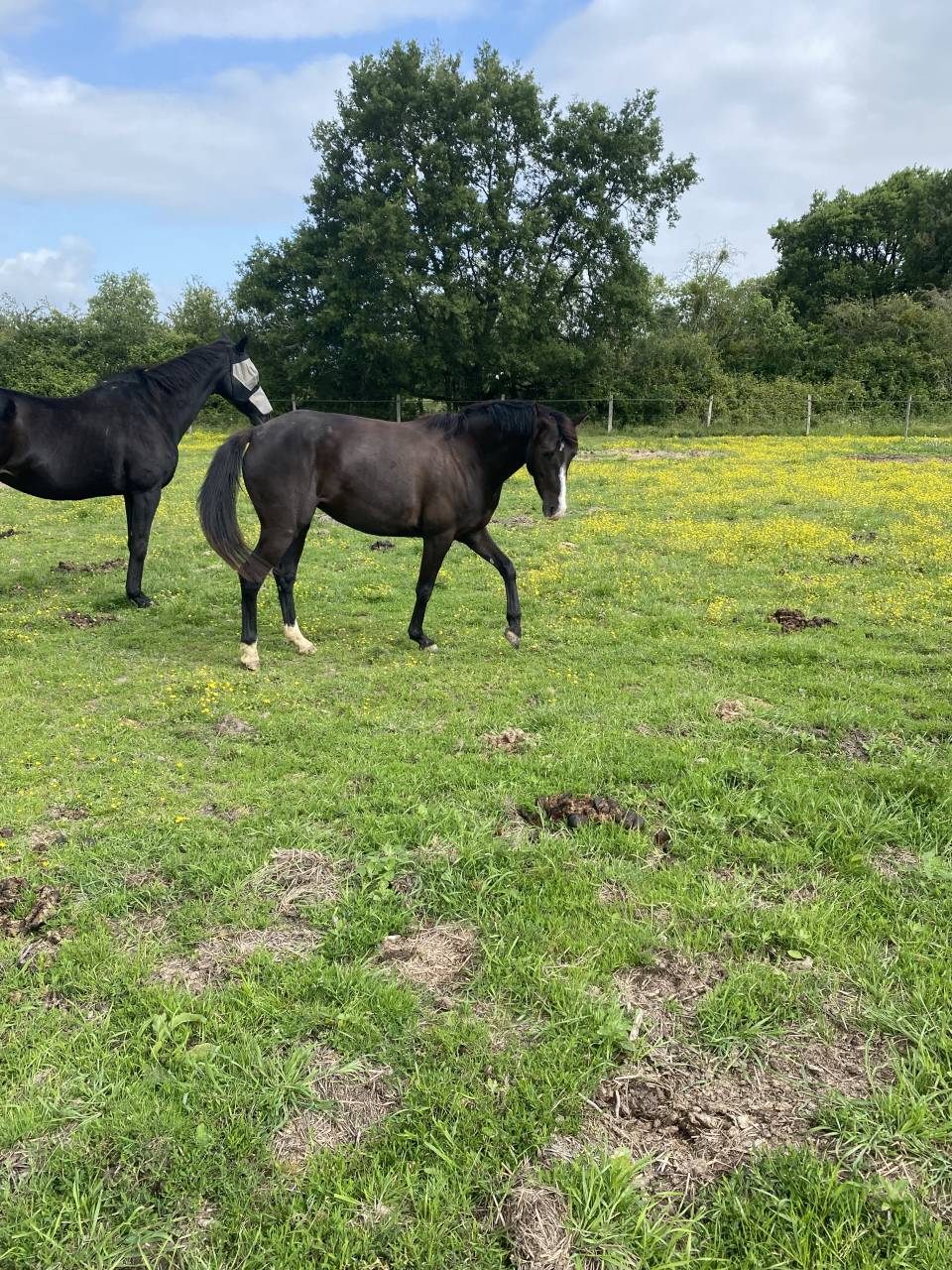 Merrie Welsh Partbred Te koop 2022 Zwart