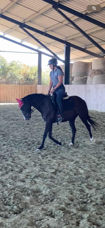 Merrie Welsh Partbred Te koop 2022 Zwart