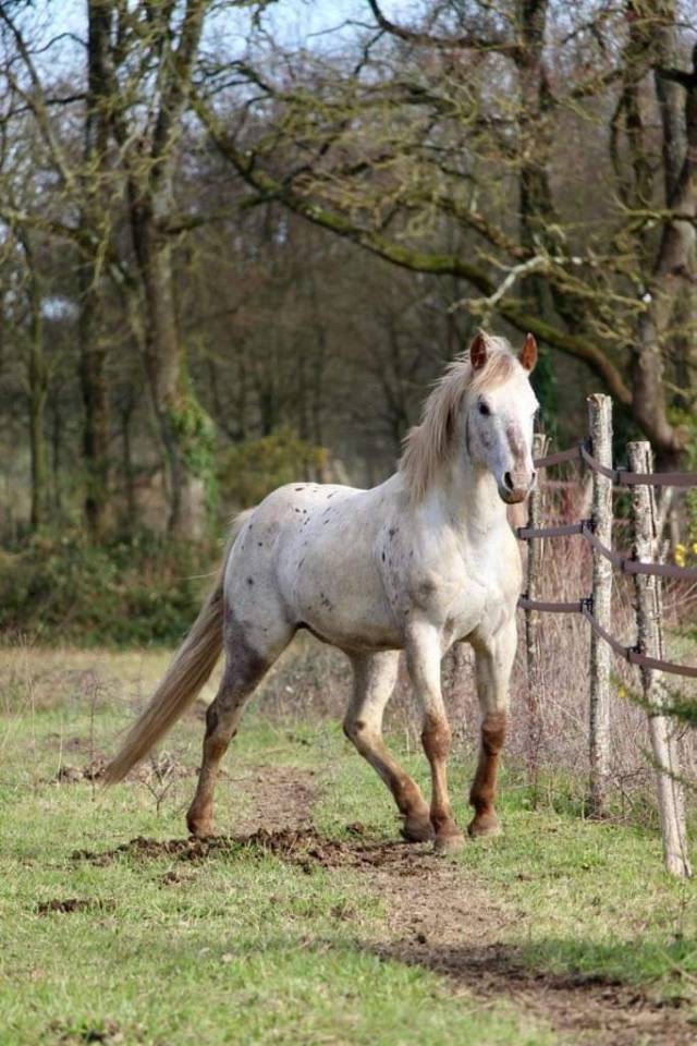 Dekhengst Appaloosa Te koop 2014 Overige kleuren