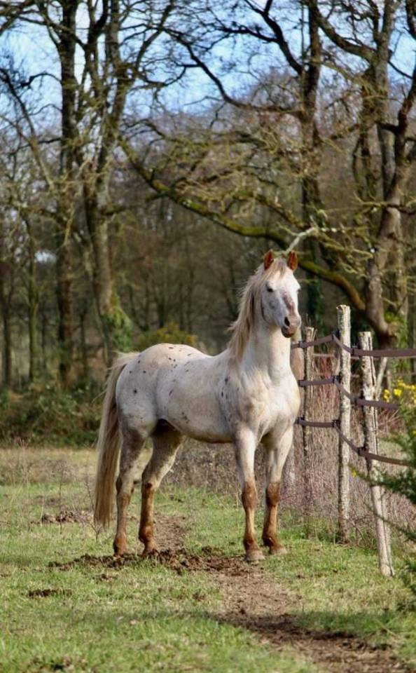 Dekhengst Appaloosa Te koop 2014 Overige kleuren