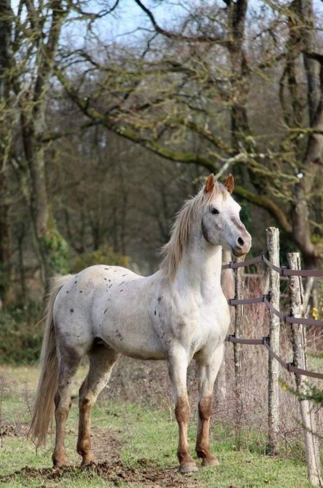 Dekhengst Appaloosa Te koop 2014 Overige kleuren