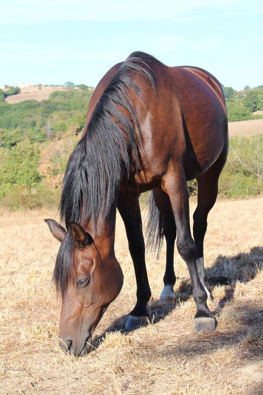 Merrie Arabisch volbloed Te koop 2010 Bruin / Bai ,  LOVER DE GARGASSAN