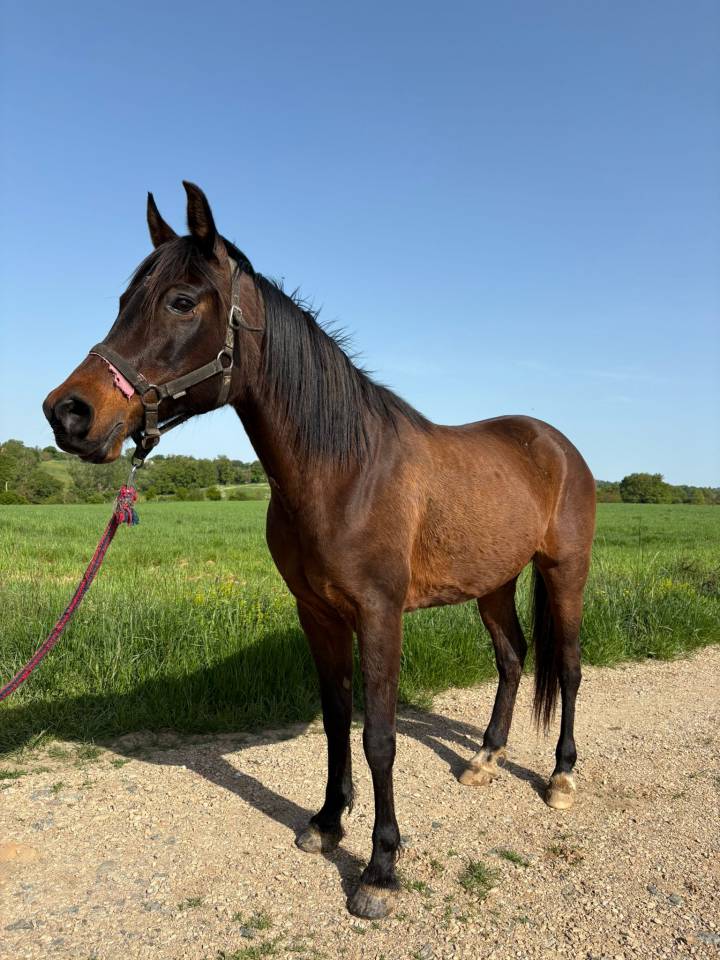 Merrie Arabisch volbloed Te koop 2010 Bruin / Bai ,  LOVER DE GARGASSAN