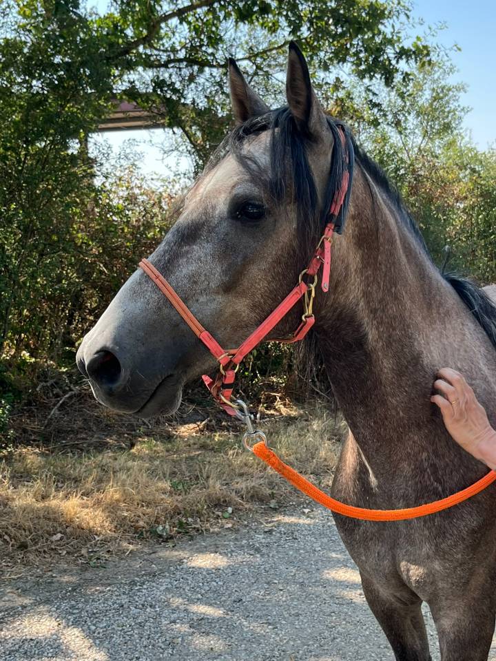 Ruin Berber Te koop 2022 Schimmel ,  Sileh (Alg)