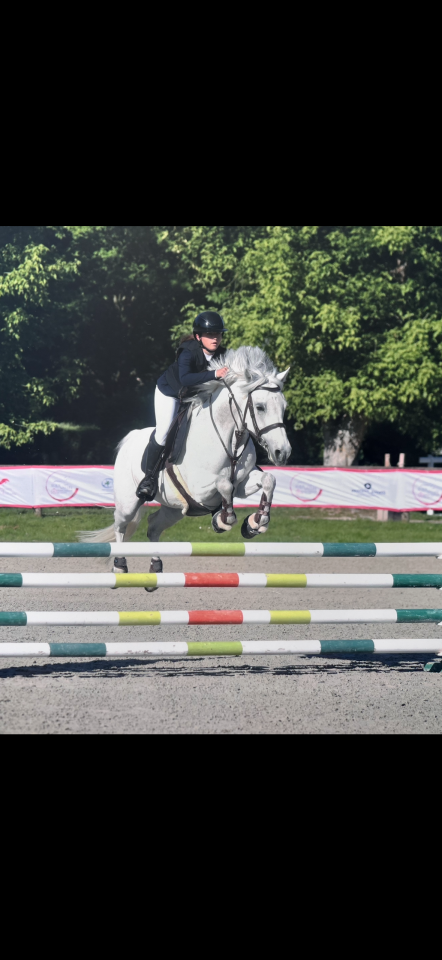 Merrie Connemara Te koop 2016 Schimmel ,  POETIC JUSTICE (IE)