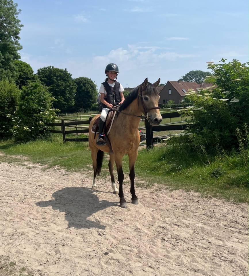 Merrie Welsh Partbred Te koop 2021 Isabel