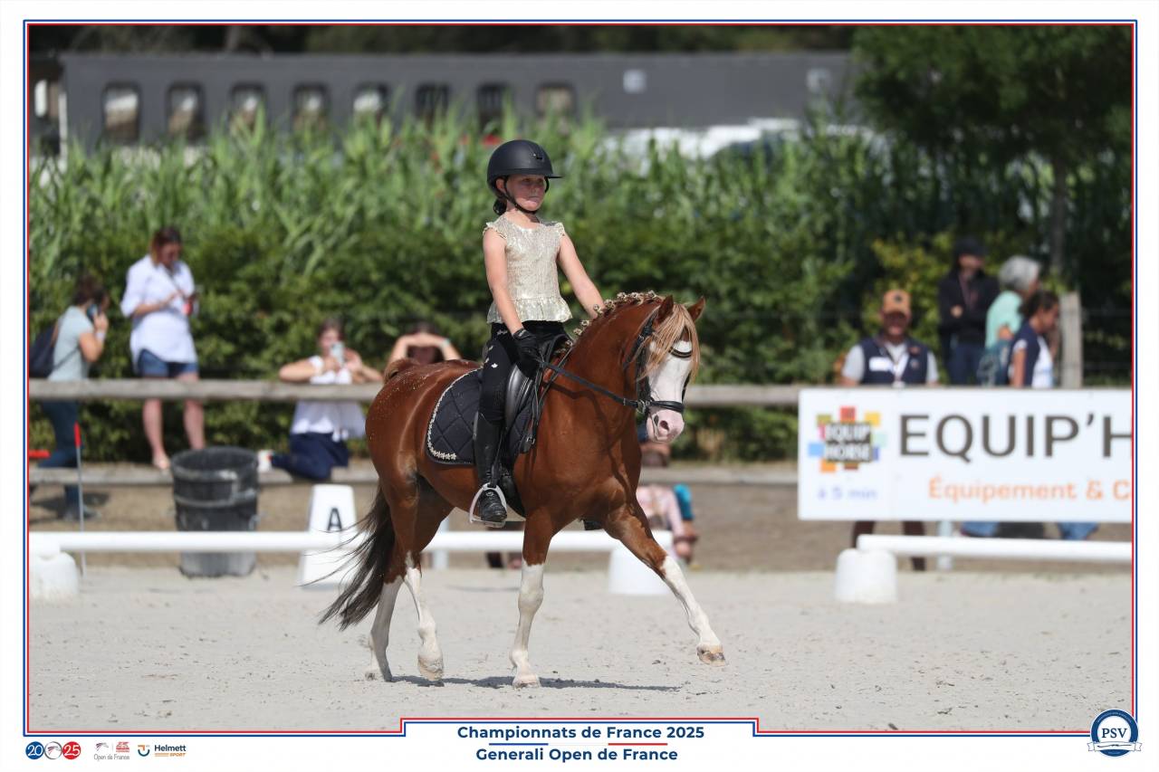 Dekhengst Welsh Pony (Section B) Te koop 2013 Vos