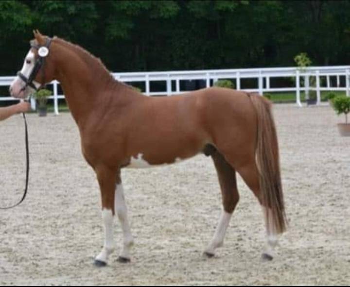 Dekhengst Welsh Pony (Section B) Te koop 2013 Vos