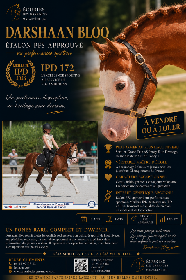 Dekhengst Welsh Pony (Section B) Te koop 2013 Vos