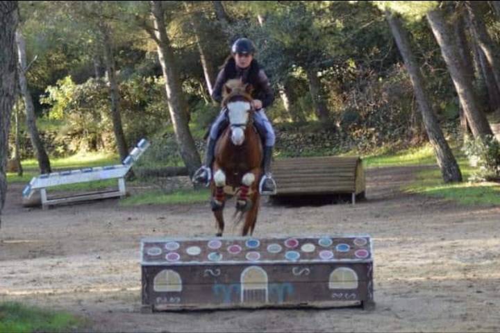 Dekhengst Welsh Pony (Section B) Te koop 2013 Vos