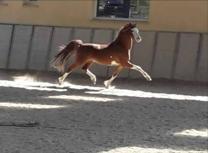 Dekhengst Welsh Pony (Section B) Te koop 2013 Vos
