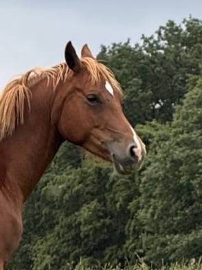 Merrie Welsh Partbred Te koop 2021 Vos