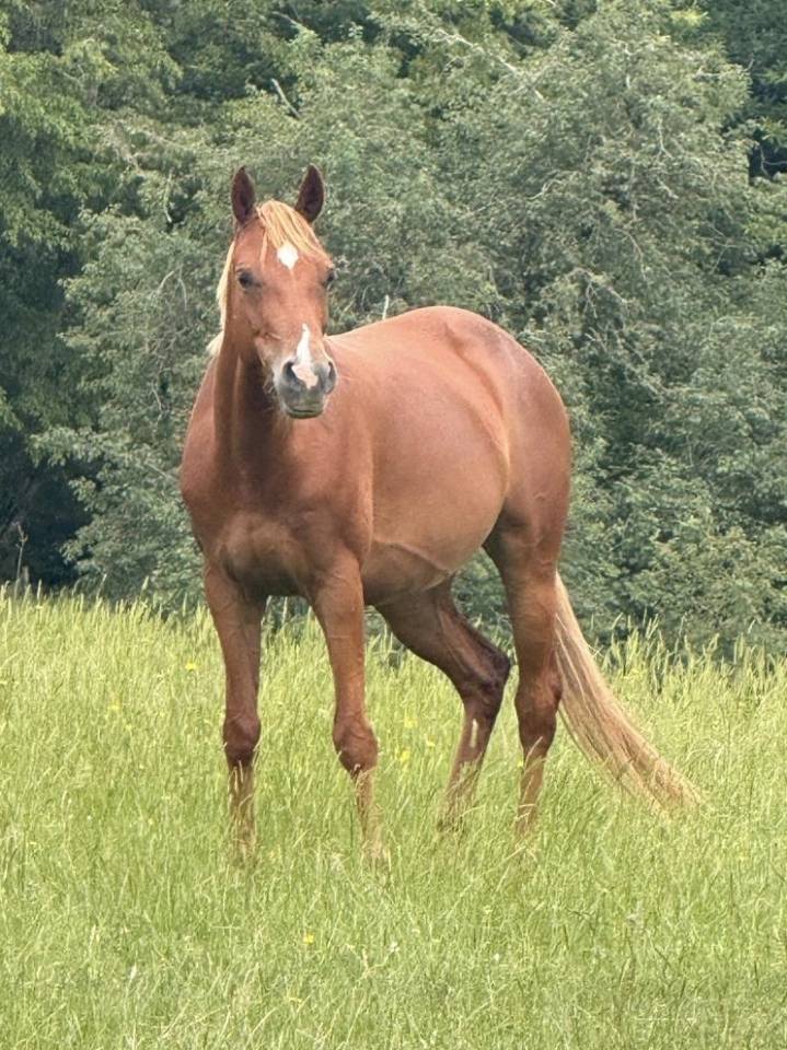 Merrie Welsh Partbred Te koop 2021 Vos