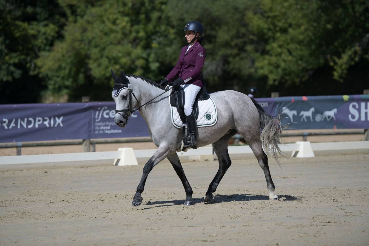 Merrie Connemara Te koop 2018 Schimmel