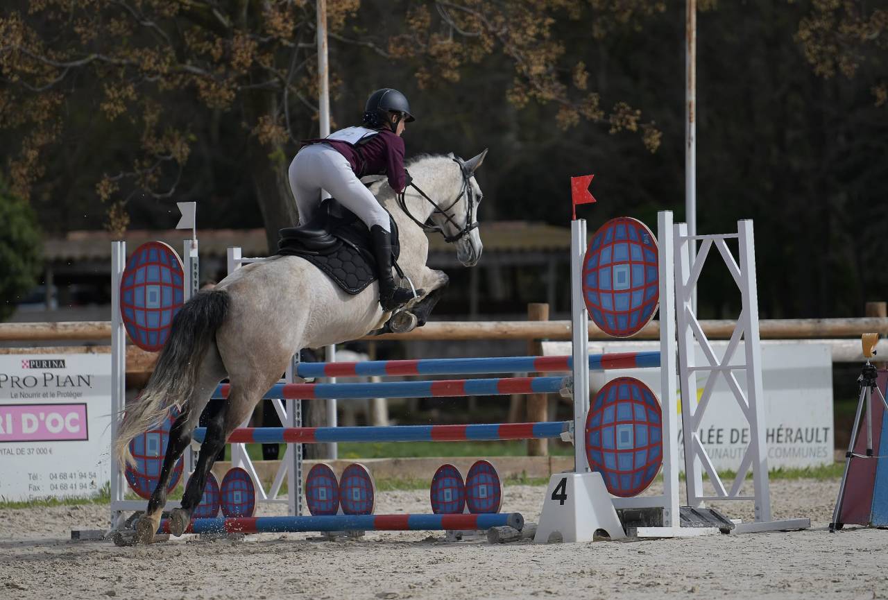 Merrie Connemara Te koop 2018 Schimmel