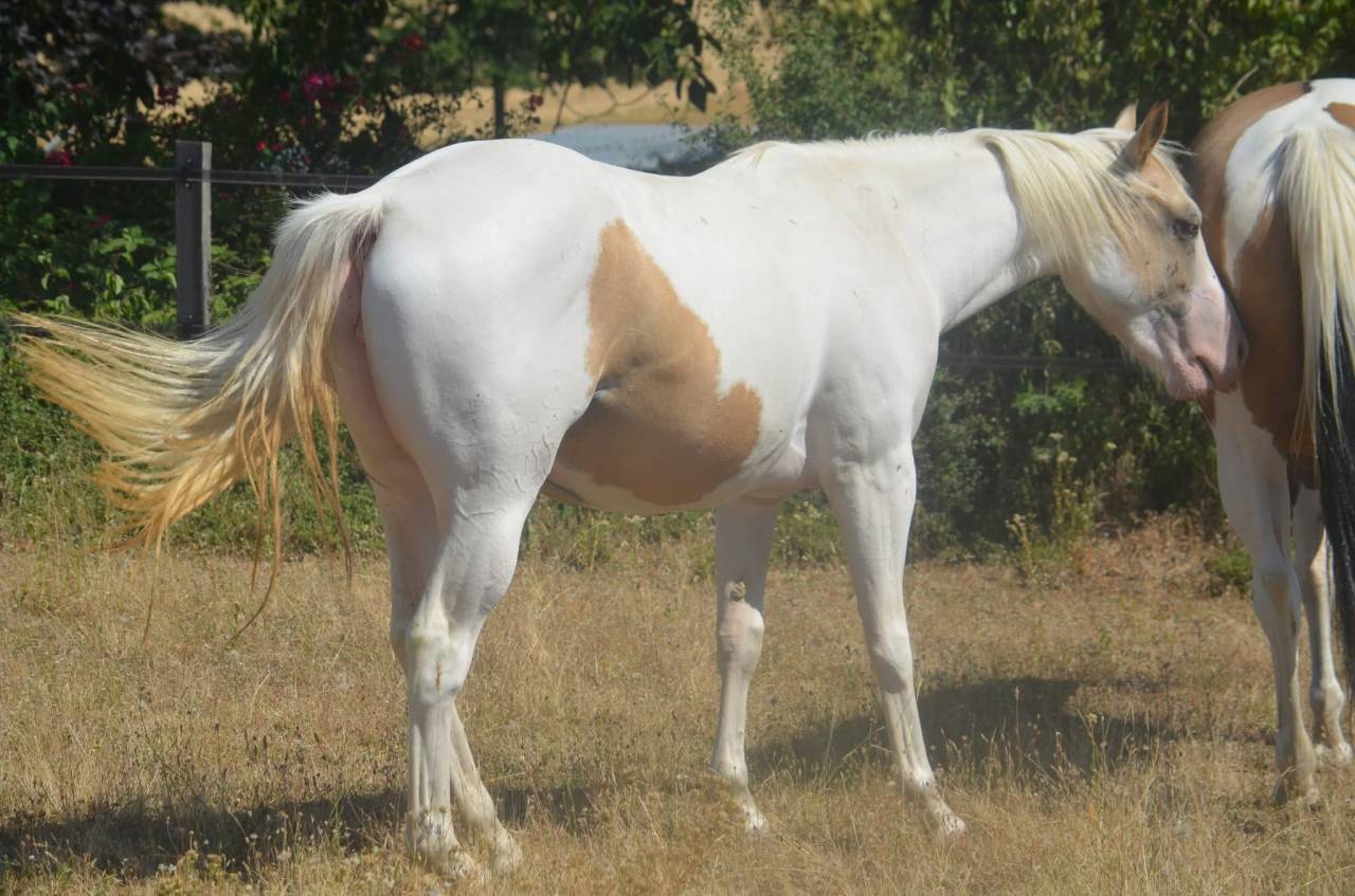 Merrie Paint Horse Te koop 2024 Bontzwart ,  MHW Milky Steadysugar