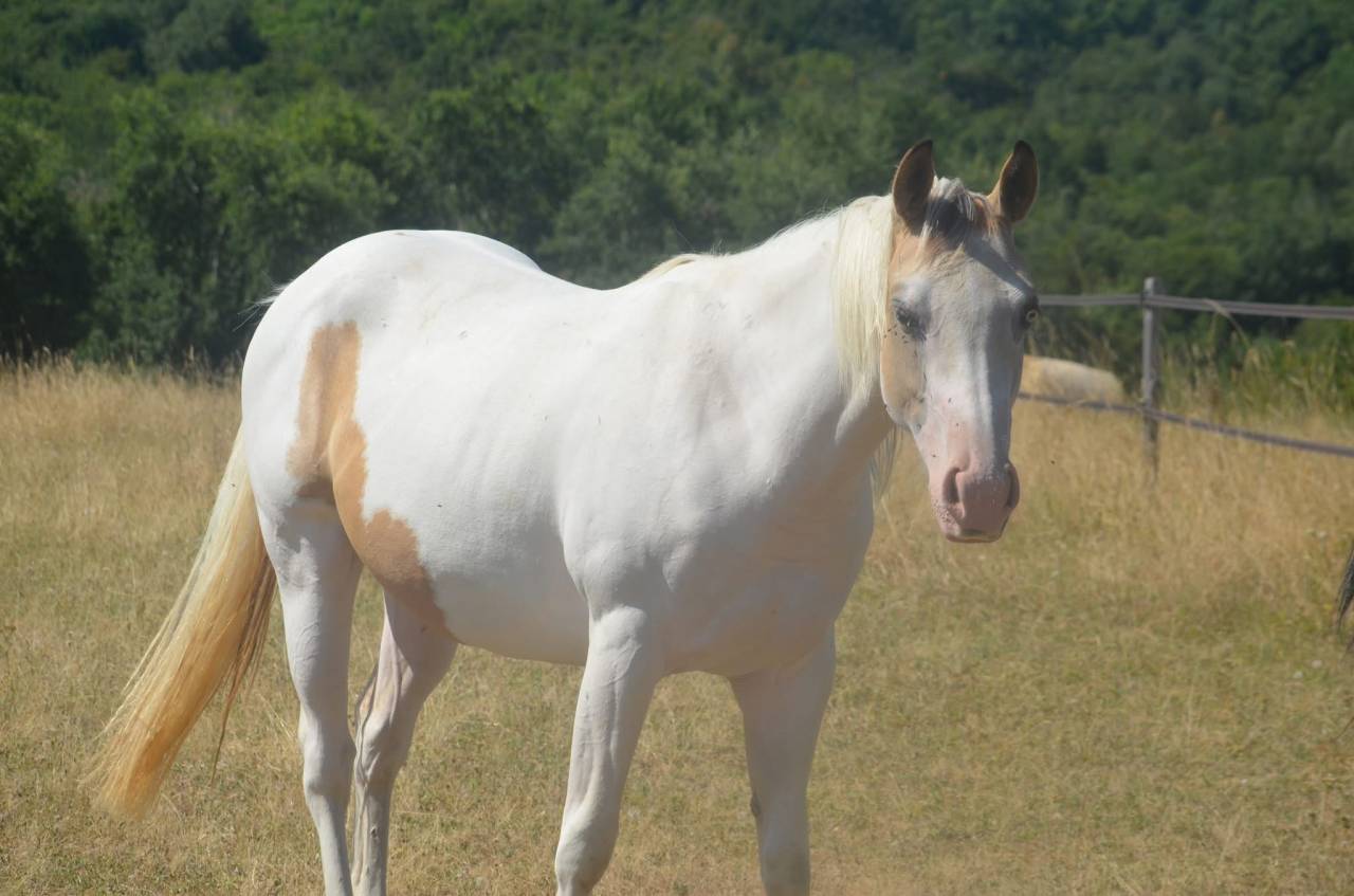 Merrie Paint Horse Te koop 2024 Bontzwart ,  MHW Milky Steadysugar