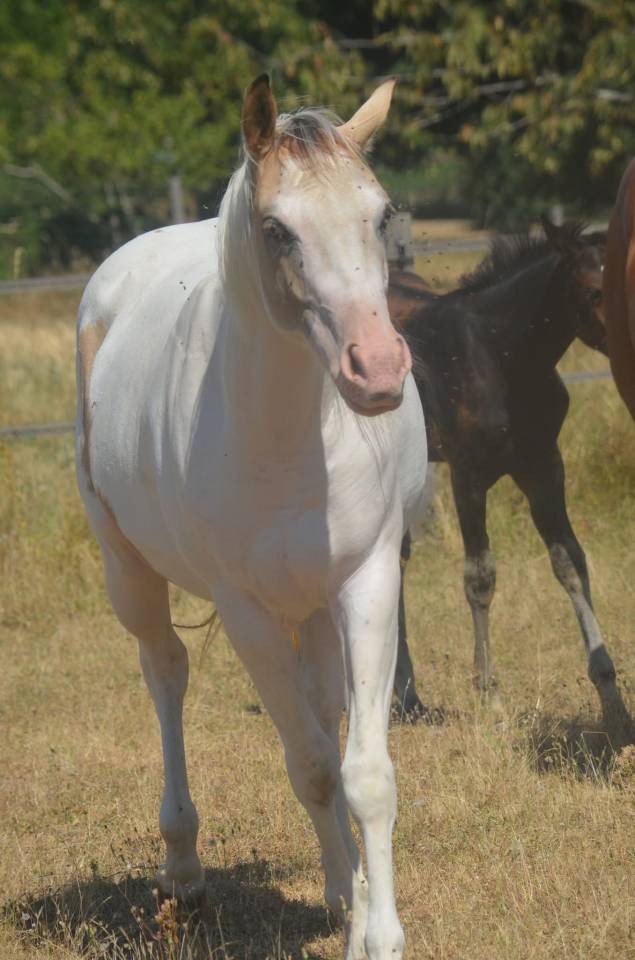 Merrie Paint Horse Te koop 2024 Bontzwart ,  MHW Milky Steadysugar