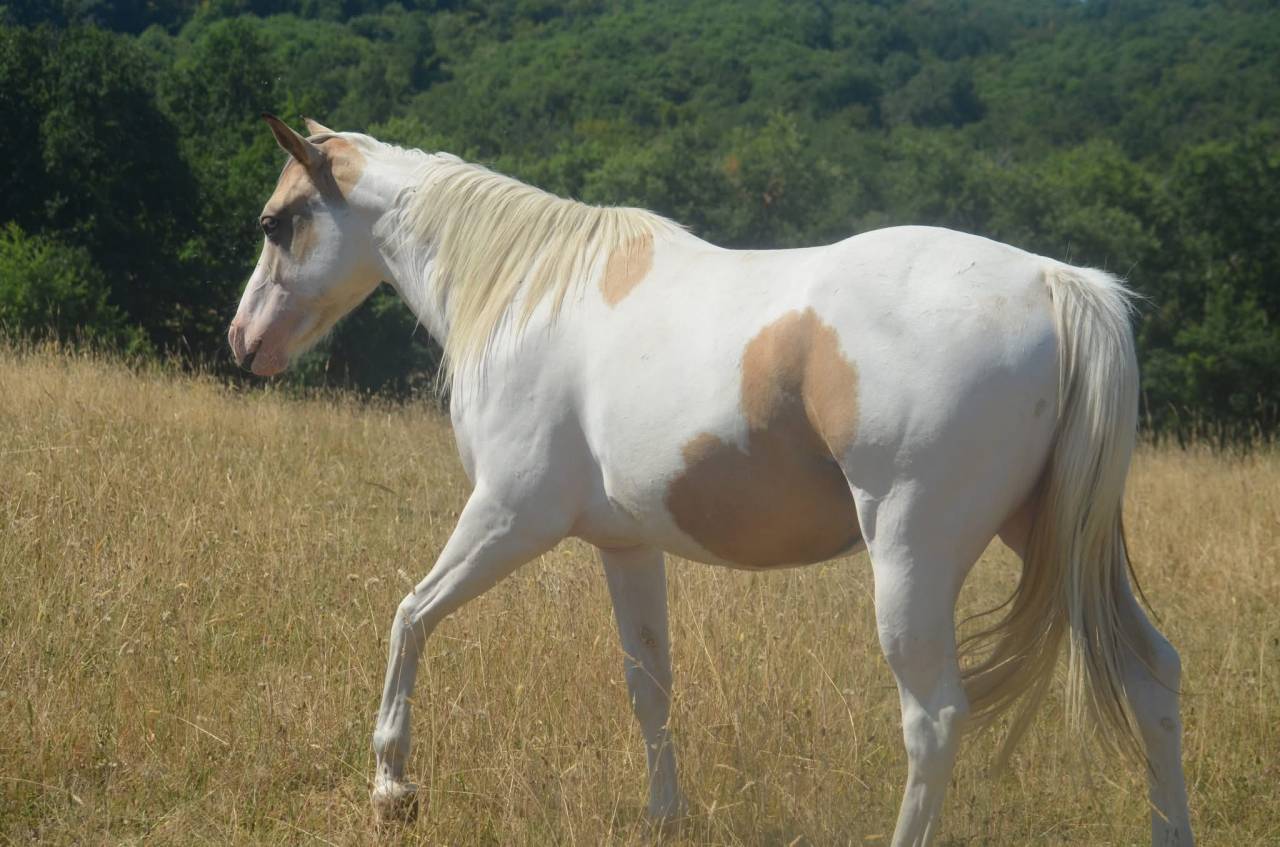 Merrie Paint Horse Te koop 2024 Bontzwart ,  MHW Milky Steadysugar