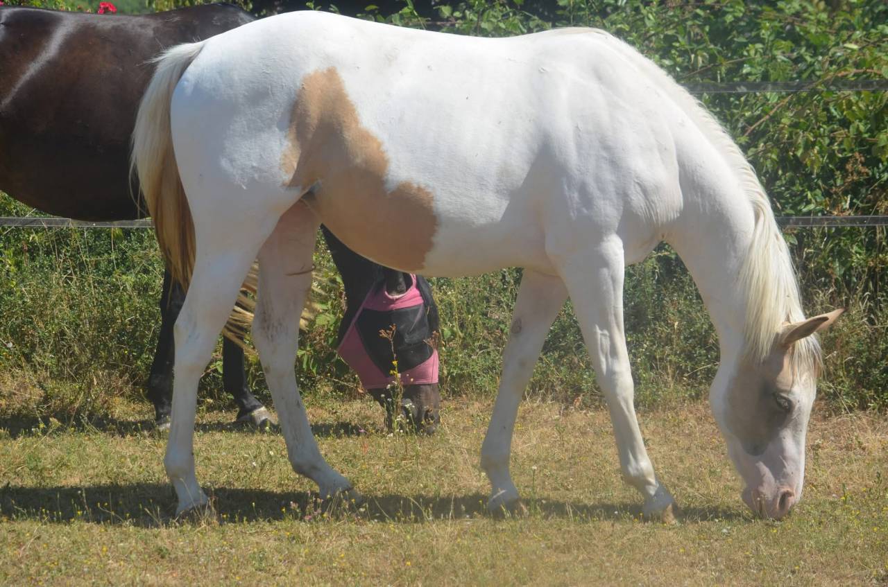 Merrie Paint Horse Te koop 2024 Bontzwart ,  MHW Milky Steadysugar