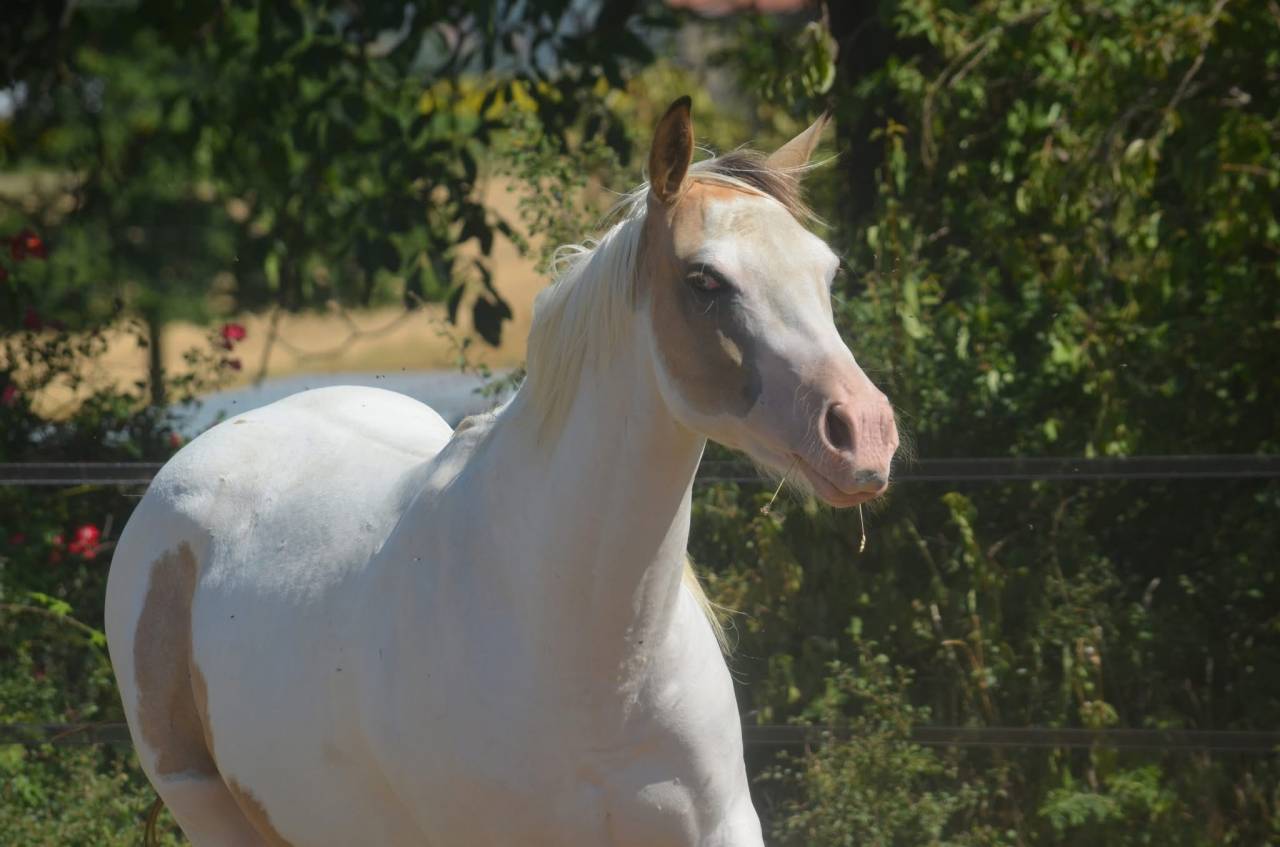 Merrie Paint Horse Te koop 2024 Bontzwart ,  MHW Milky Steadysugar