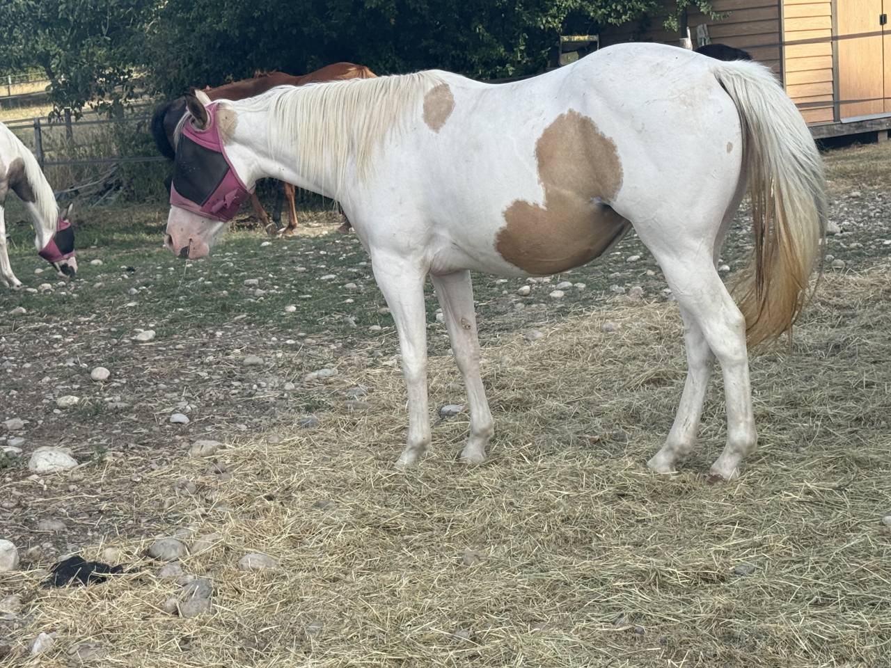 Merrie Paint Horse Te koop 2024 Bontzwart ,  MHW Milky Steadysugar