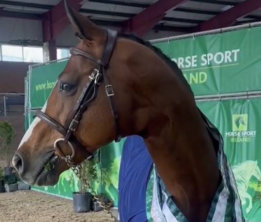 Veulen (vr) Franse rijpony PFS Te koop 2026 Lichte manen en staart ,  DOUBLE PLEASURE