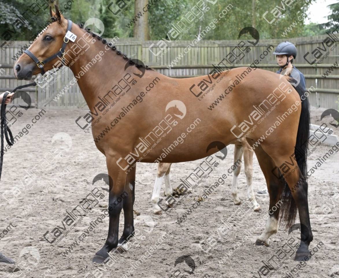 Draagmerrie Franse rijpony PFS Te koop 2023 Donker bruin / bai