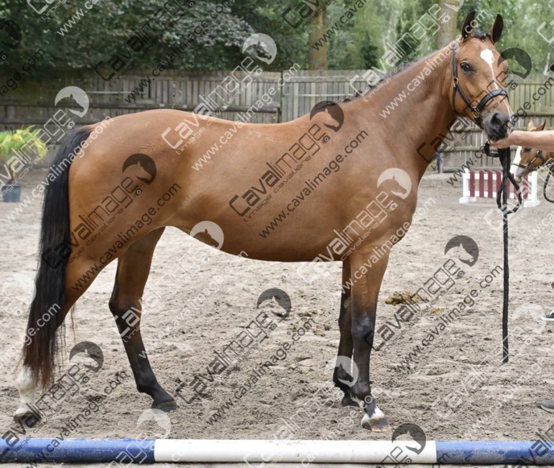 Draagmerrie Franse rijpony PFS Te koop 2023 Donker bruin / bai