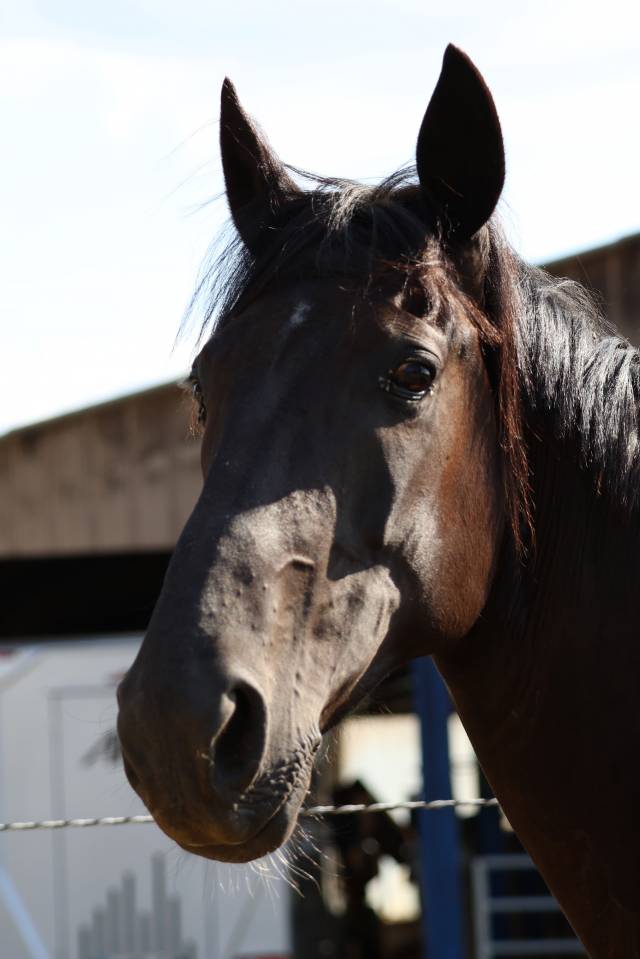 Draagmerrie Bekend ras Te koop 2019 Zwart