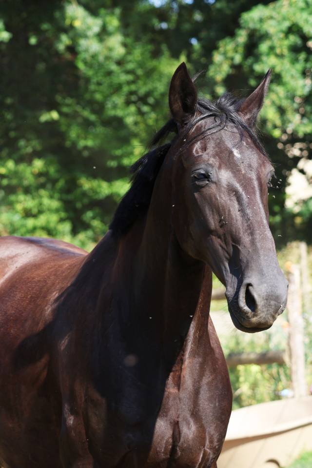Draagmerrie Bekend ras Te koop 2019 Zwart