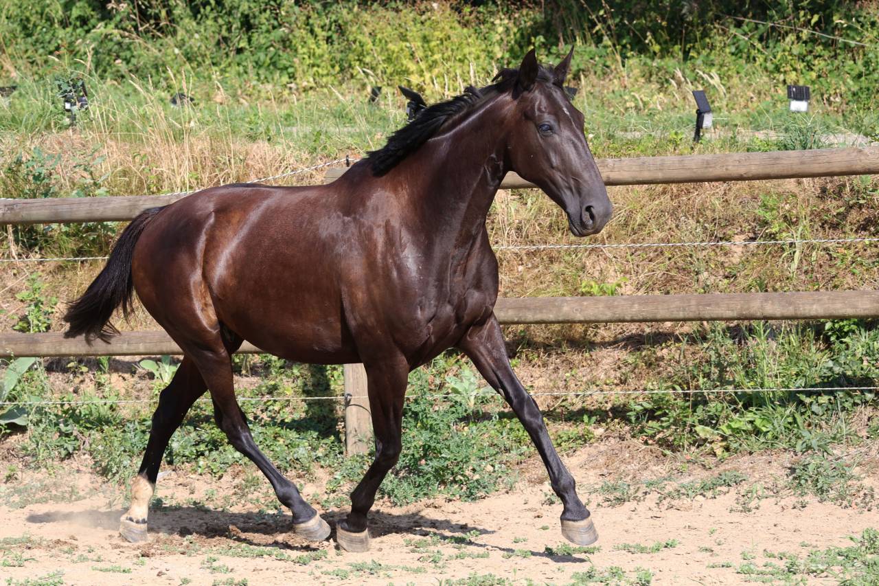 Draagmerrie Bekend ras Te koop 2019 Zwart
