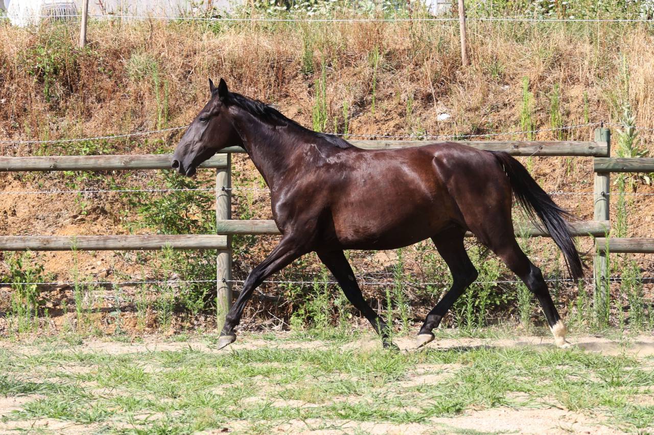 Draagmerrie Bekend ras Te koop 2019 Zwart