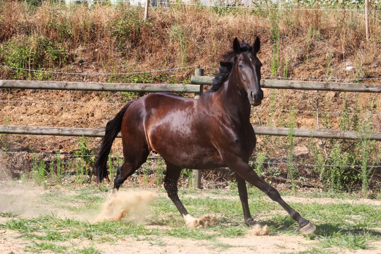 Draagmerrie Bekend ras Te koop 2019 Zwart