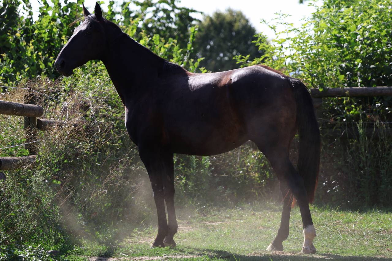 Draagmerrie Bekend ras Te koop 2019 Zwart