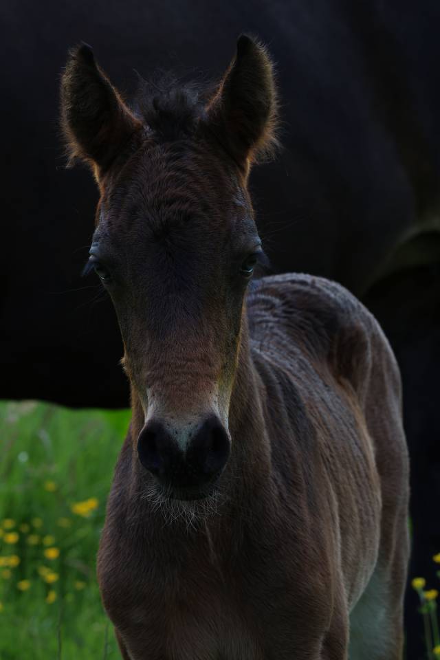 Veulen (ml) Connemara Te koop 2026 Donker bruin / bai ,  Calix de Vuzit