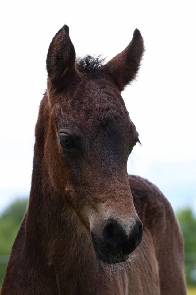 Veulen (ml) Connemara Te koop 2026 Donker bruin / bai ,  Calix de Vuzit