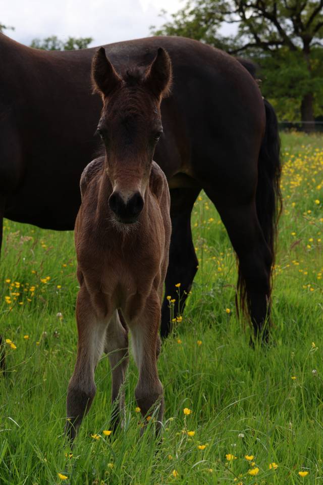 Veulen (ml) Connemara Te koop 2026 Donker bruin / bai ,  Calix de Vuzit