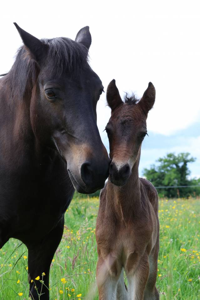 Veulen (ml) Connemara Te koop 2026 Donker bruin / bai ,  Calix de Vuzit
