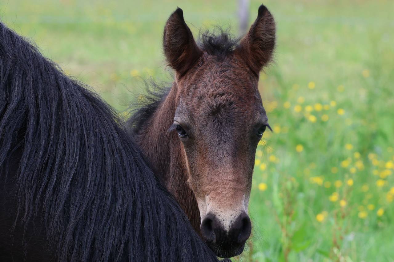 Veulen (ml) Connemara Te koop 2026 Donker bruin / bai ,  Calix de Vuzit