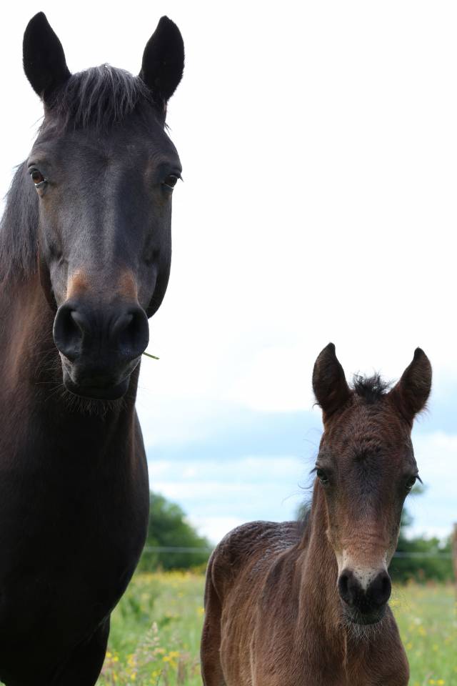 Veulen (ml) Connemara Te koop 2026 Donker bruin / bai ,  Calix de Vuzit