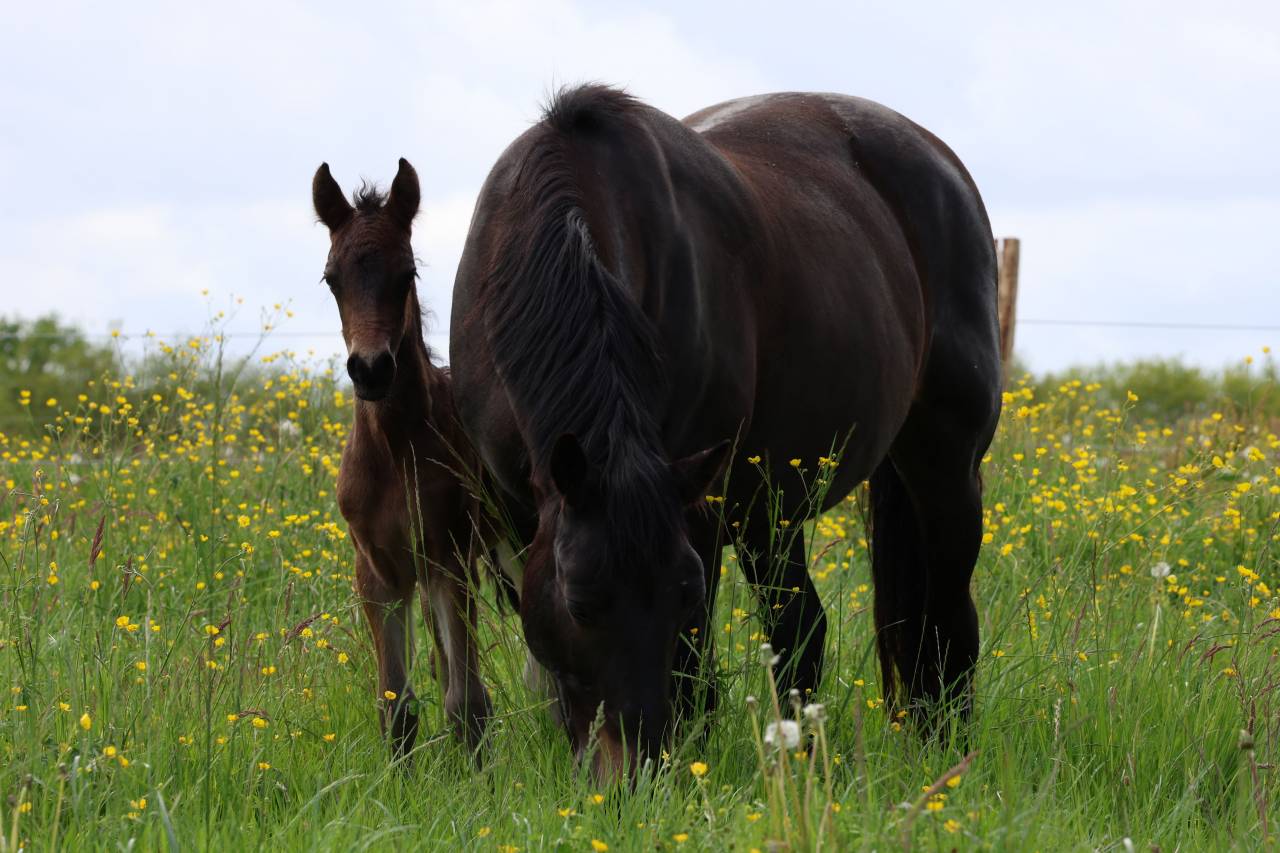 Veulen (ml) Connemara Te koop 2026 Donker bruin / bai ,  Calix de Vuzit