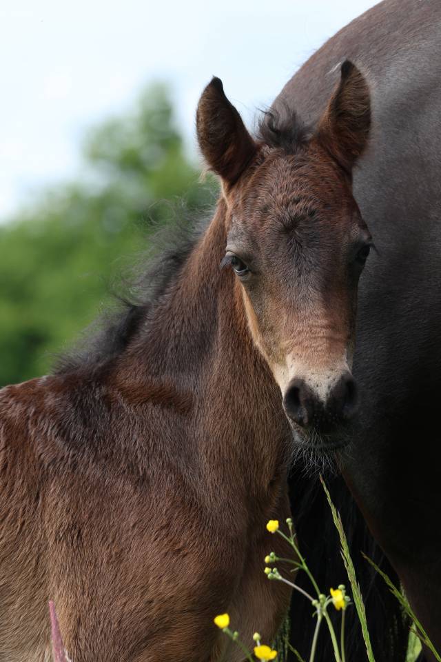 Veulen (ml) Connemara Te koop 2026 Donker bruin / bai ,  Calix de Vuzit