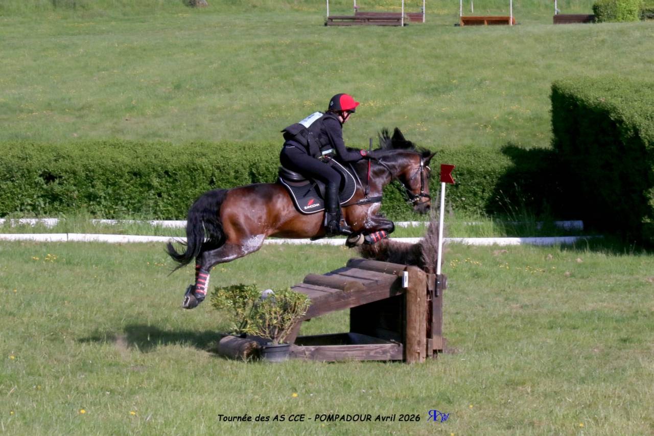 Ruin Franse rijpony PFS Te koop 2013 Bruin / Bai