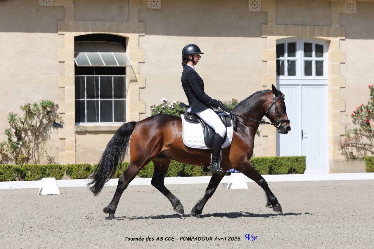 Ruin Franse rijpony PFS Te koop 2013 Bruin / Bai