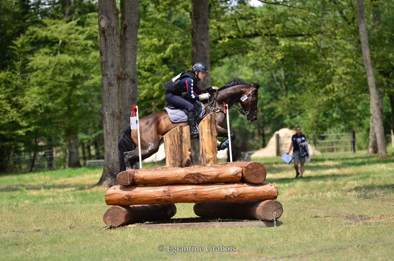Ruin Franse rijpony PFS Te koop 2013 Bruin / Bai