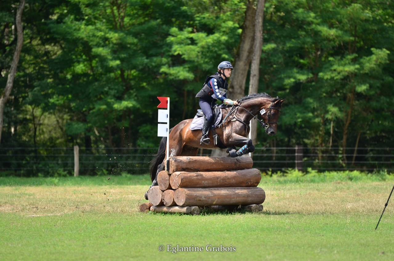 Ruin Franse rijpony PFS Te koop 2013 Bruin / Bai