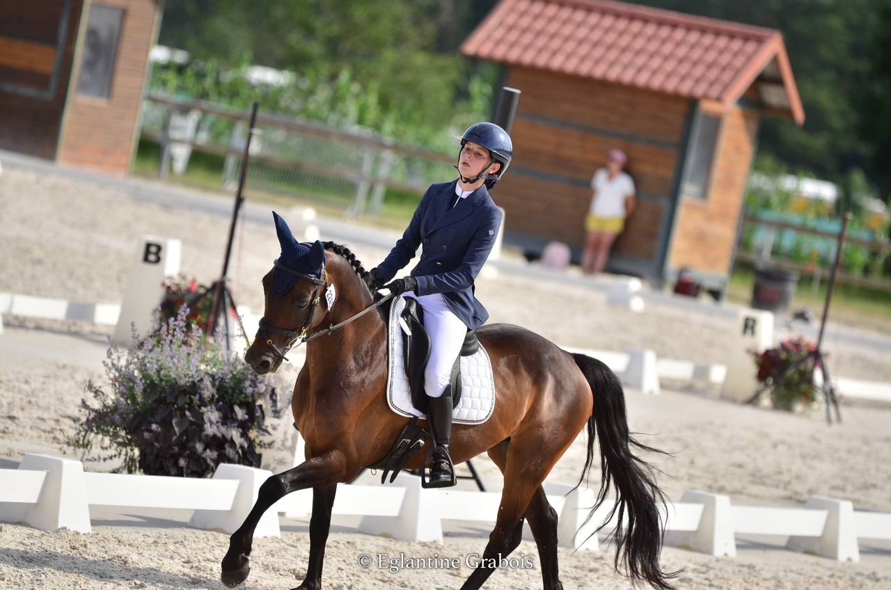 Ruin Franse rijpony PFS Te koop 2013 Bruin / Bai