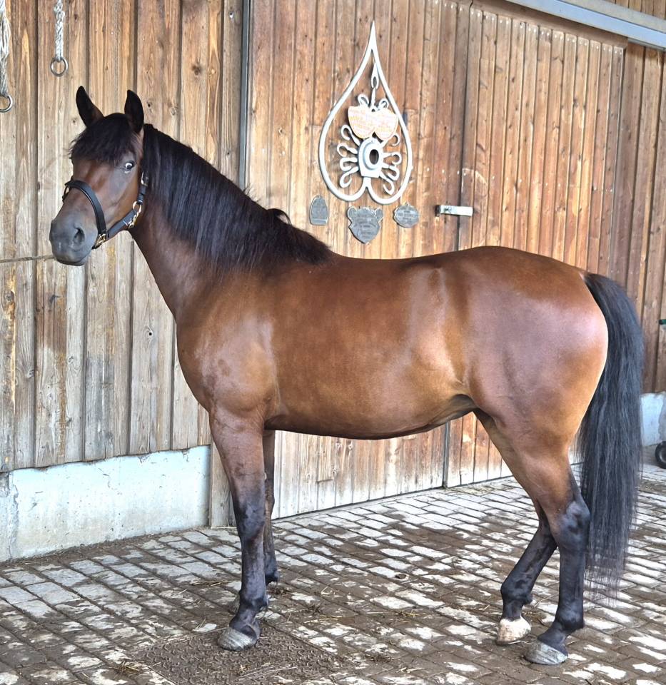 Merrie Castilian Te koop 2023 Donker bruin / bai ,  Messala de l'enclos