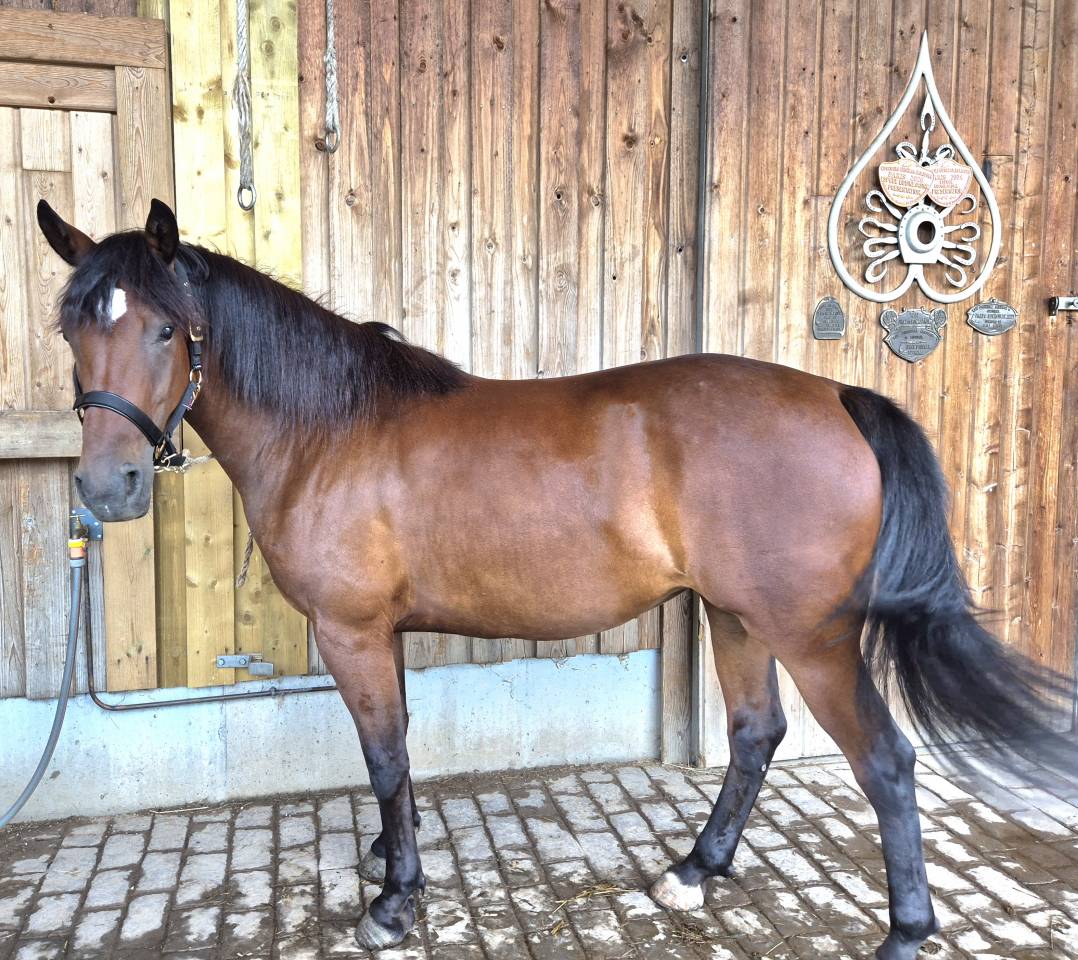 Merrie Castilian Te koop 2023 Donker bruin / bai ,  Messala de l'enclos